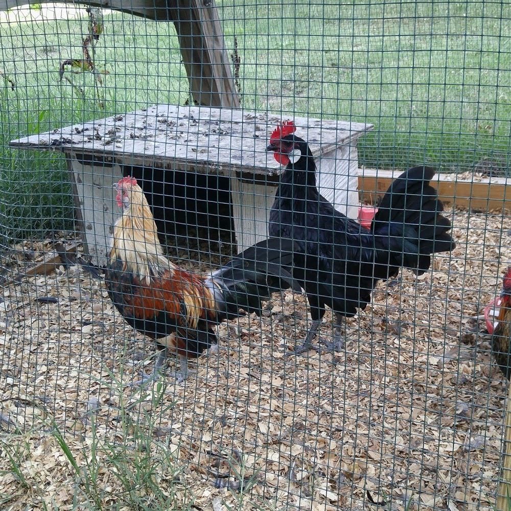 Meet your Posher, Karen